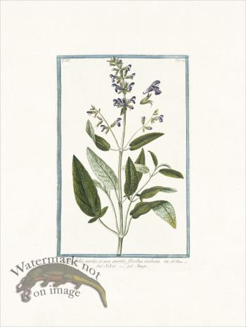 Bonelli 224 Common Sage